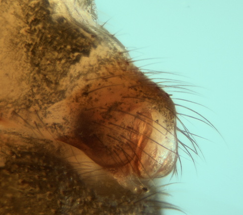 Datei:Troglohyphantes solitaris w epi2 3,45mm inGrotte Themines Fr 08Feb17 POger.jpg