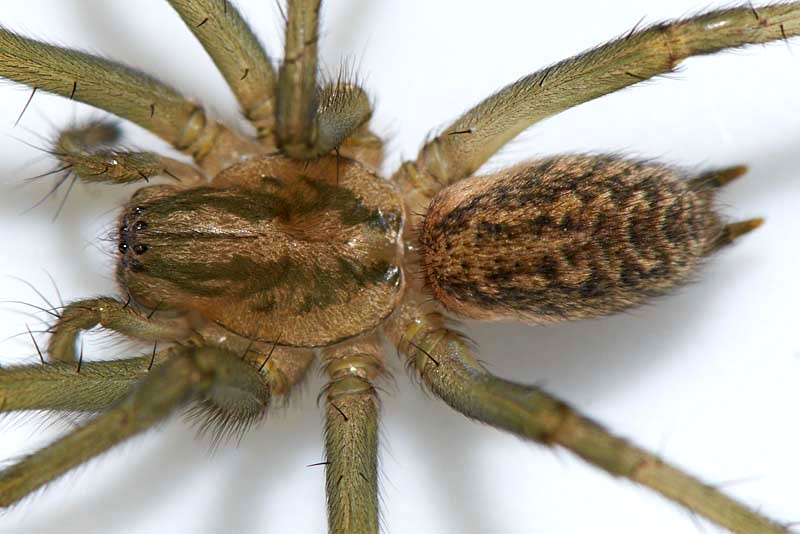 Datei:Tegenaria agrestis 12mm dorsal Burgenland EDerschmidt.jpg
