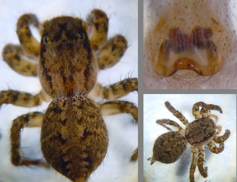 Datei:Asianellus festivus 10 1024.jpg