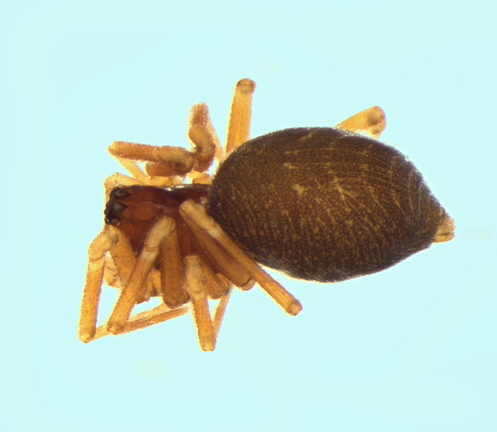 Datei:Diplocephalus helleri w do 2,00mm auf2485m Schweiz POger.jpg