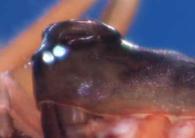 Datei:Thyreosthenius parasiticus m prosoma la GHMorka.jpg