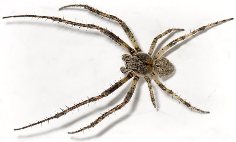 Datei:Ixobulus Weimar 08-08 05.jpg