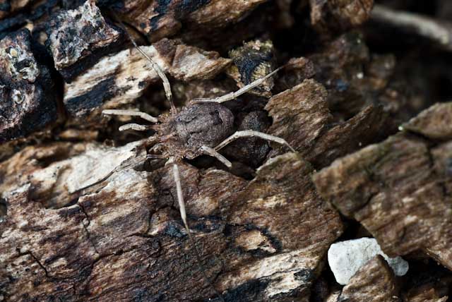 Datei:Odiellus spinosus Megroz.jpg