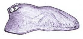 Datei:Agyneta conigera m prosoma lateral HLoevbrekke.jpg