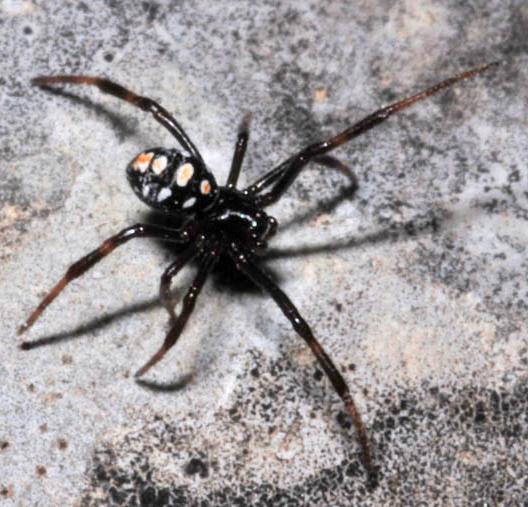 Datei:Latrodectus tredecimguttatus female NH2905.jpg