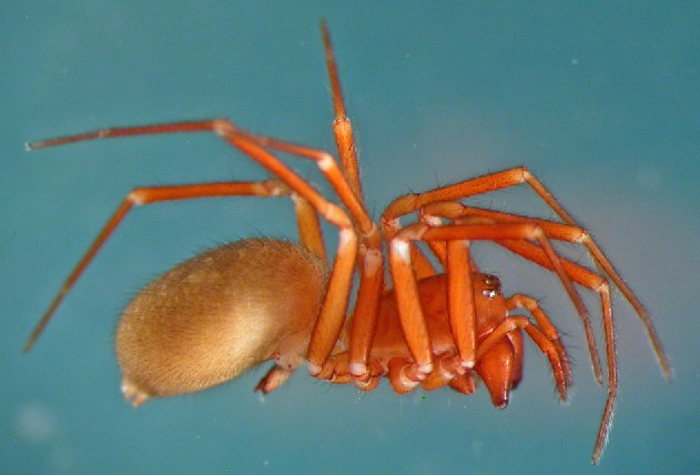 Datei:Oreonetides vaginatus w lateral Glitregga Stryn Norwegen 19.08.2010 AFjellberg.jpg