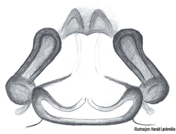 Datei:Pardosa alacris vulva dorsalt HLovbrekke.jpg