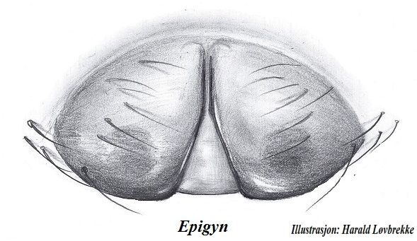 Datei:Diplocephalus cristatus epigyn HLovbrekke.jpg