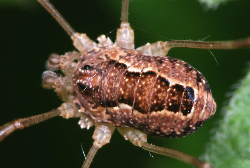 Datei:Rilaena triangularis f (3).JPG – Wiki der Arachnologischen ...