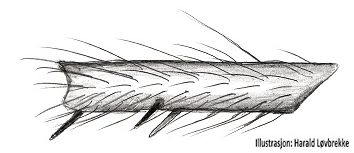 Datei:Arctella lapponica f metatarsus I retrolateral HLovbrekke.jpg