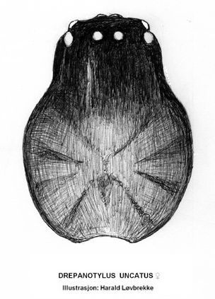 Datei:Drepanotylus uncatus Prosoma HLovbrekke.jpg