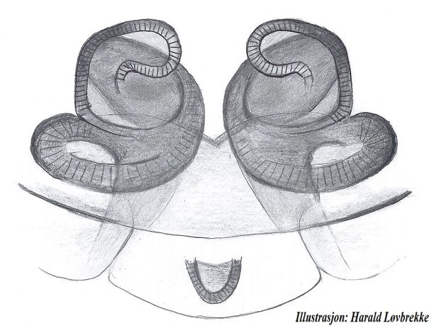 Datei:Porrhomma montanum vulva ventralt HLovbrekke.jpg