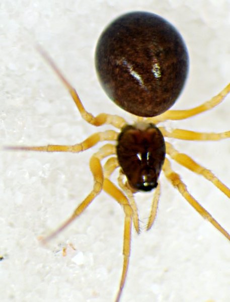 Datei:Entelecara conginera f dordal 14.05.11-498-4 (600).jpg