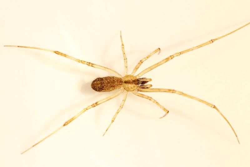 Datei:Episinus maculipes m 3,8mm do Garten SuedFrakreich FBroekhuis IMG 6191.jpg