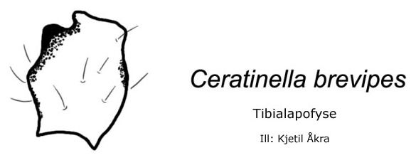 Datei:Ceratinella brevipes tibialapofyse KAakra.jpg