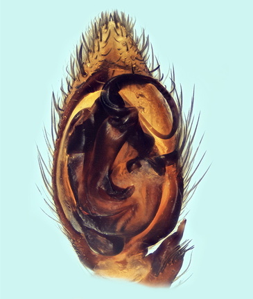 Datei:Civizelotes caucasius m pp1 6,5mm Bodenfalle Brachland Gran France 18Jun14.jpg