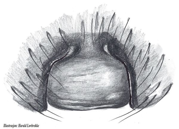 Datei:Drassodes villosus epigyn HLovbrekke.jpg
