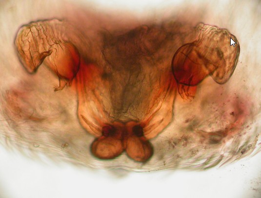 Datei:Emblyna annulipes w vulva Minnesund 11.05.2011 AFjellberg.jpg