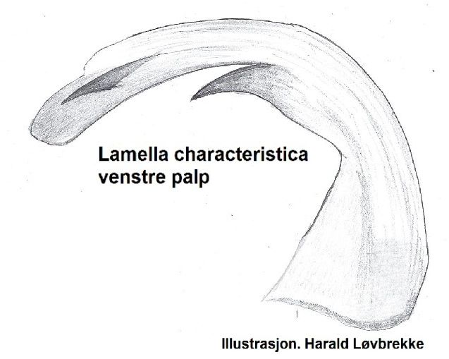 Datei:Mughiphantes suffusus lamella links HLovbrekke.jpg