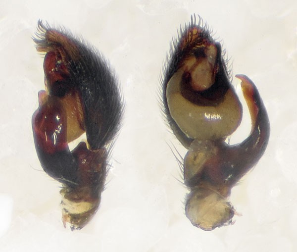 Datei:Phrurolithus-festivus Teichel 09-05 03-Ped.jpg