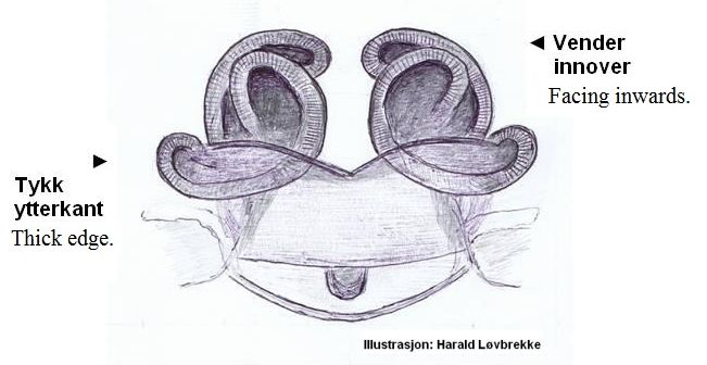 Datei:Porrhomma montanum vulva HLovbrekke.jpg