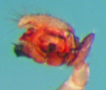 Datei:Gongylidiellum murcidum m pp1 1,5mm Graskompost Lågendalen Holtesetra 24.10.2010 AFjellberg.jpg