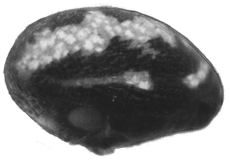 Datei:Tenuiphantes tenuis bakkr fem lateral 3 HLovbrekke.jpg