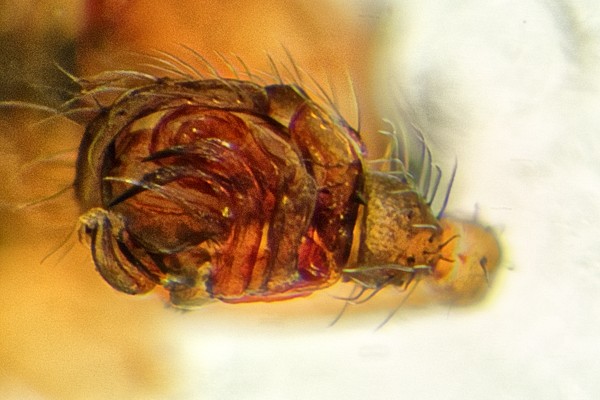 Datei:Tenuiphantes zimmermanni m PeliL.jpg