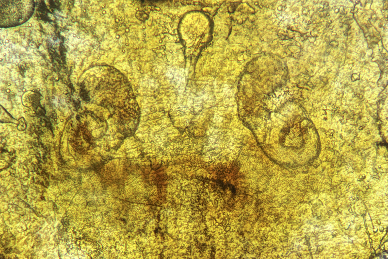 Datei:2020-06-05-15.42.12 ZS PMax-Bearbeitet-9.jpg