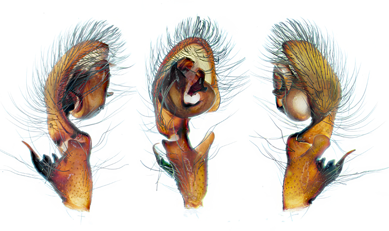 Datei:Amaurobius similis Palp.jpg