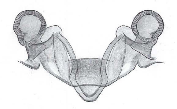 Datei:Gongylidiellum vivum Vulva HLoevbrekke.jpg