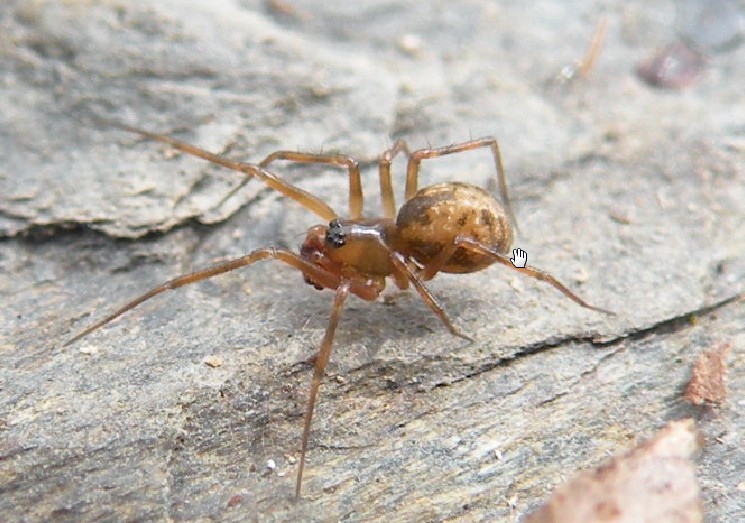 Datei:Poeciloneta variegata m do hann Gilafjellet AFjellberg.jpg