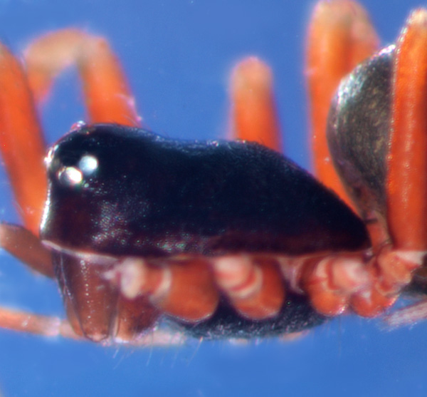 Datei:Troxochrota scabra m prosoma 1,5mm GHMorka.jpg