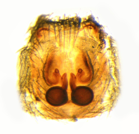 Datei:Zelotes aeneus w vul 6,94mm DomaineDuPortD-Anvers FR 26Jul1992 POger.jpg