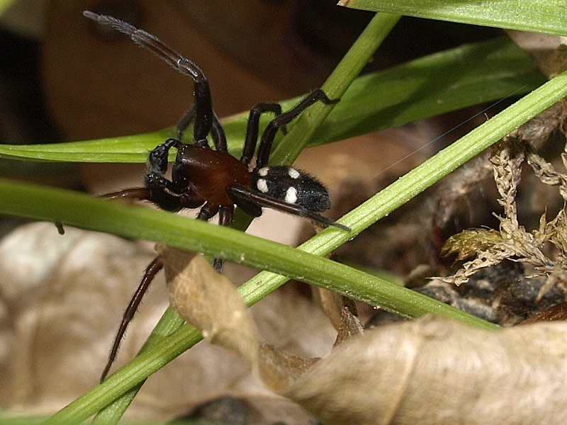 Datei:Lemburg-Titanoeca quadriguttata male 2.jpg