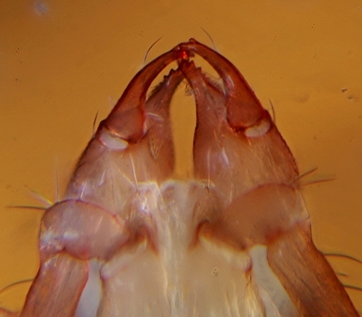 Datei:Chthonius heterodactylus cheli.jpg