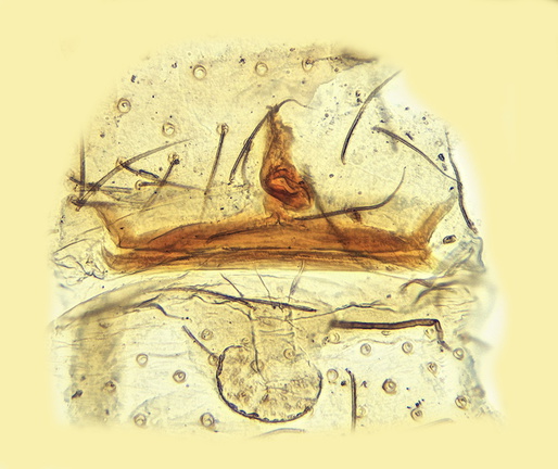 Datei:Dasumia laevigata w vulva 6,78mm Var-Bandol-ileDeBendor France 22Mae13 POger.jpg