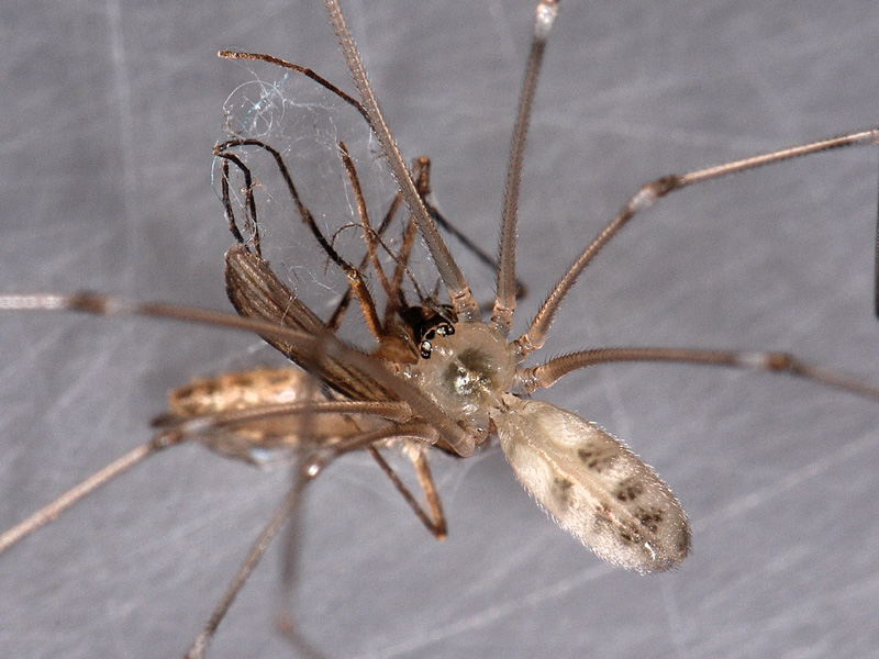 Datei:Pholcus phalangioides mit Beute (4).jpg