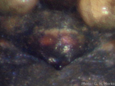 Datei:Wabasso replicatus epigyn 400 GHMorka.jpg