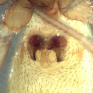 Datei:2008-10-19 0005 kmp-5929 45X.jpg