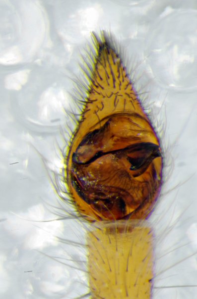 Datei:Arcosa perita BinDueNoer Mai-2013 m PediLvent.jpg