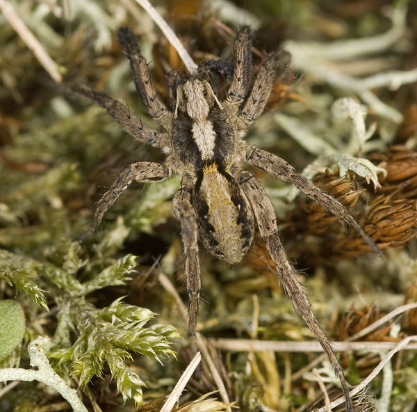 Datei:Barbipes HeiligesMeer 08-10 02.jpg