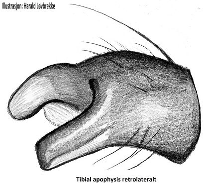 Datei:Philodromus margaritatus tibialapophyse retrolateral HLovbrekke.jpg