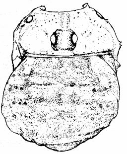 Rafalskia olympica ArachnolMitt Karaman 2002-male.JPG