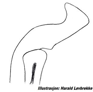 Datei:Tetragnatha obtusa conductor retralateral aussen HLovbrekke.jpg