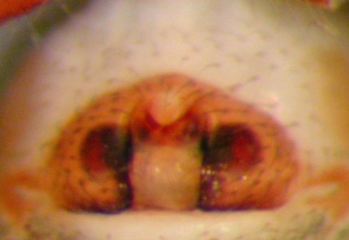 Datei:Walckenaeria unicornis epigyn Eidenetangen 05.09.2010 AFjellebrg.jpg