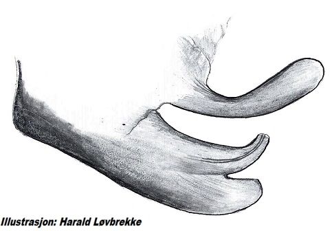 Datei:Arctosa leopardus embolus HLovbrekke.jpg