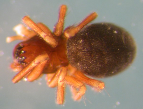 Datei:Collinsia inerrans w do Borkhus Folldal 28.08.2013 AFjellberg.jpg