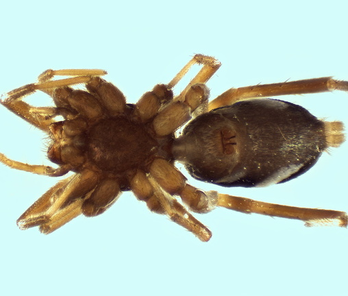 Datei:Micaria guttigera w ve 3,67mm steinigeBergwiese ColDeLaVaccia Korsika 3Jun1999 POger.jpg