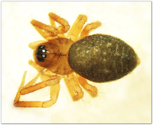 Datei:Pocadicnemis pumila female 1,6mm do MFarlund.jpg